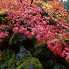 Fall Color